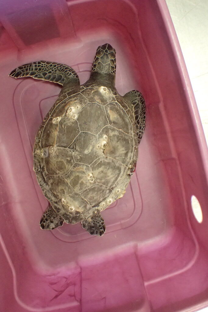 Conservation groups give notice of intent to sue federal fisheries managers over sea turtle rules